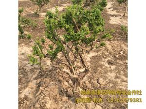 2016年11月份發貨