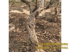 2016年11月份發貨